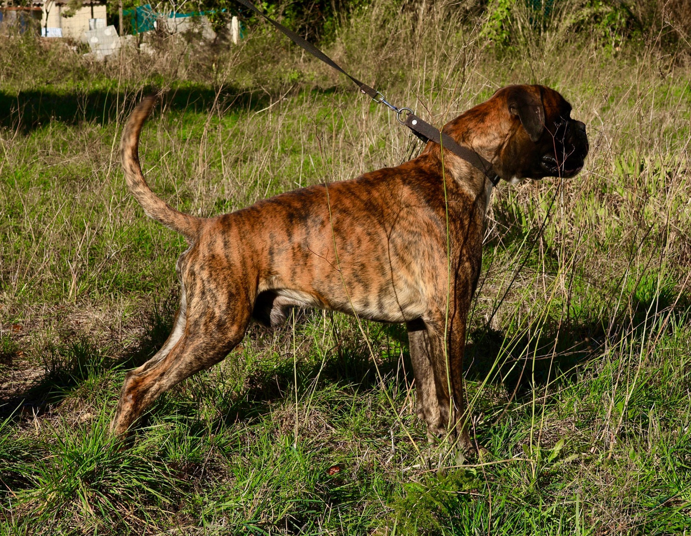 Tycho du Clos de griffin