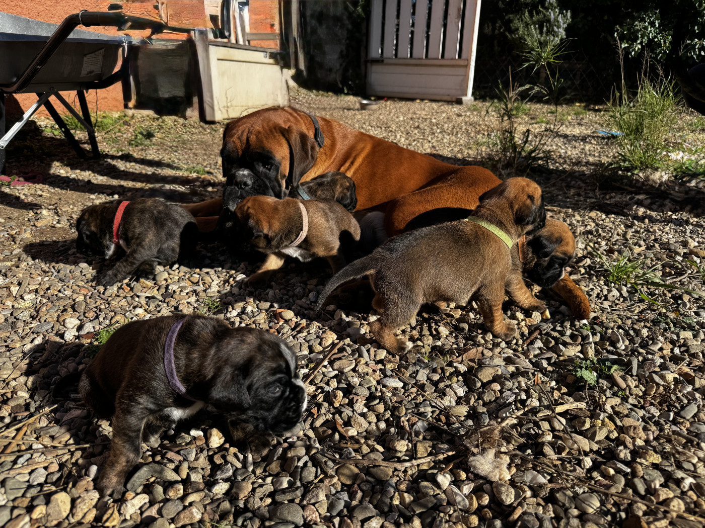 Babines En Folie - Boxer - Portée née le 17/01/2026