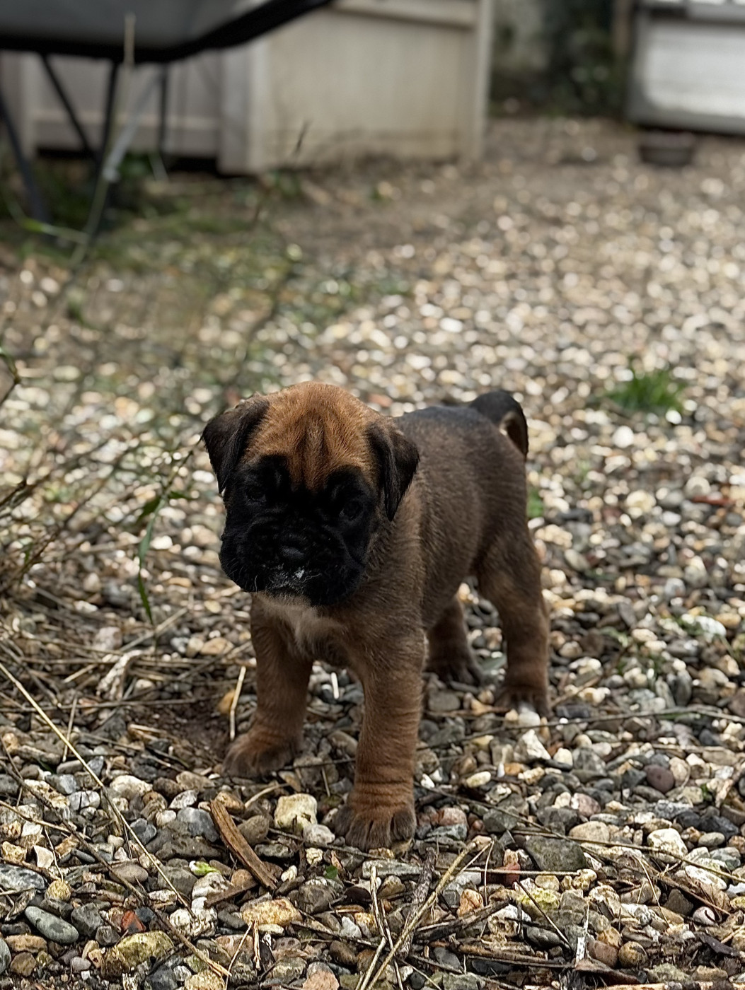 Babines En Folie - Chiots disponibles - Boxer