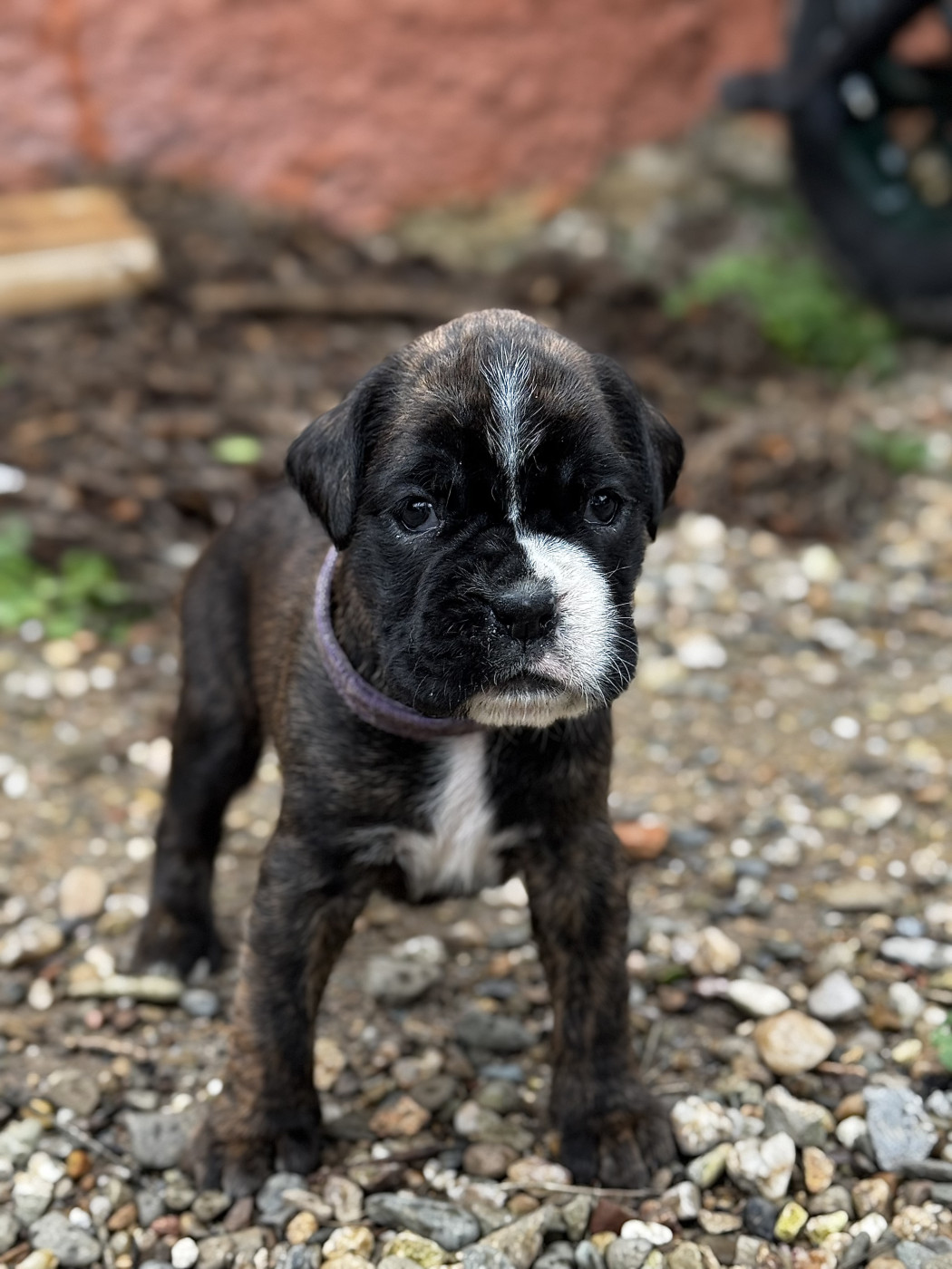Babines En Folie - Chiots disponibles - Boxer