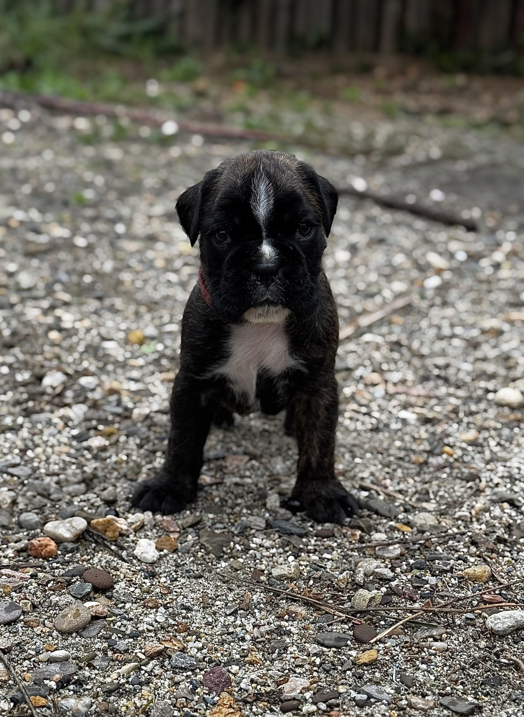 Babines En Folie - Chiots disponibles - Boxer