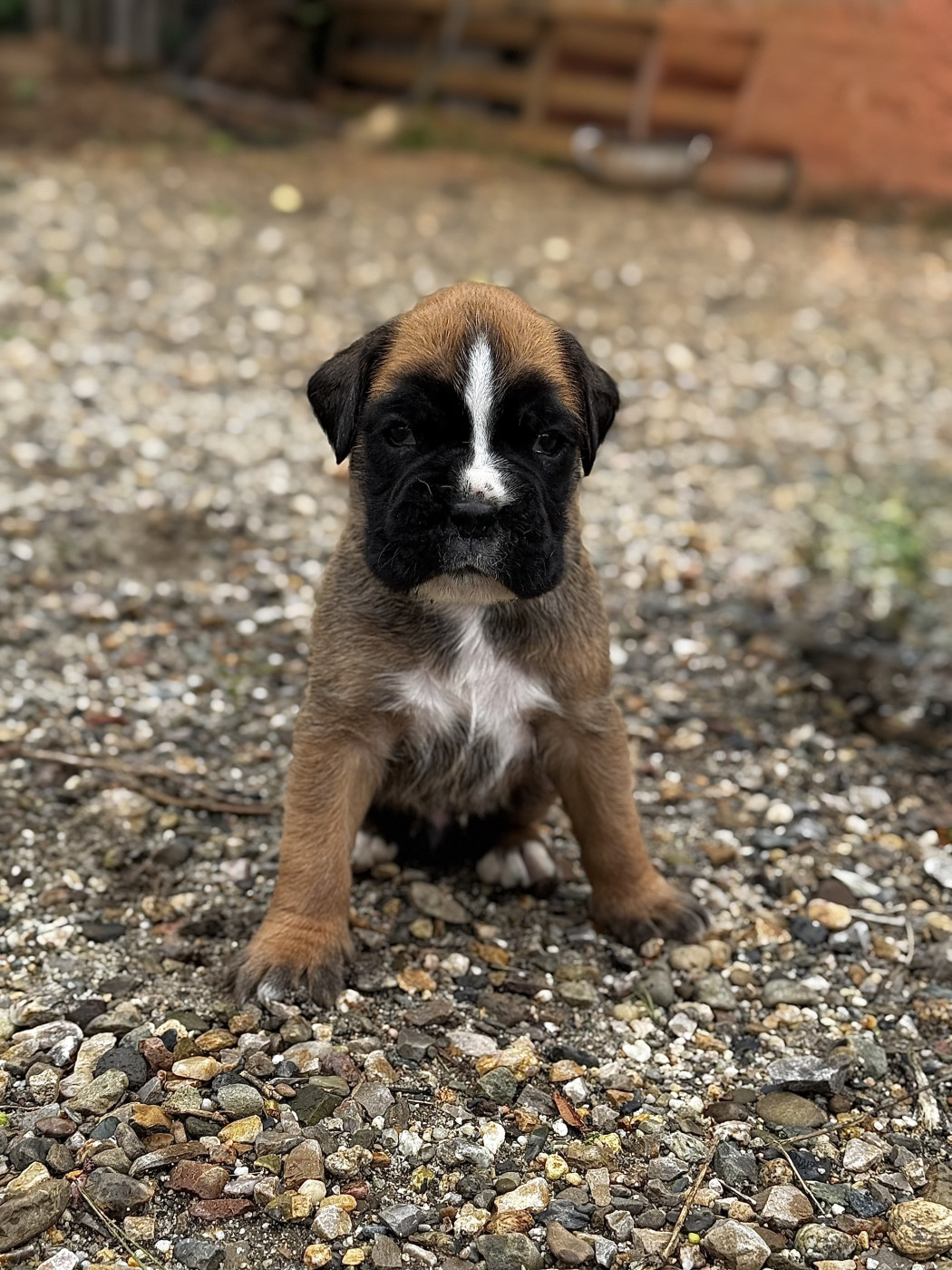 Babines En Folie - Chiots disponibles - Boxer